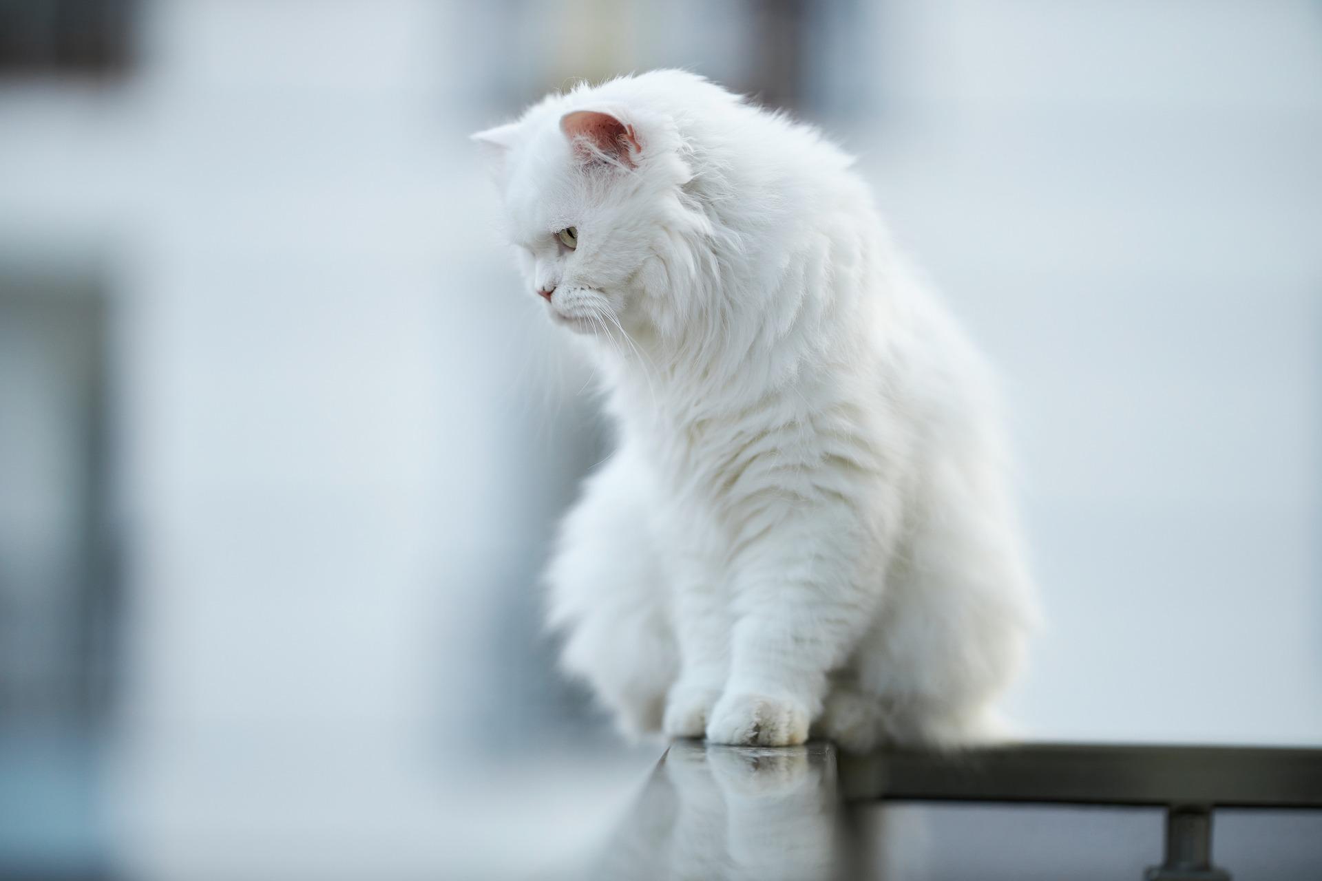 cat-g0ab6a93ef_1920