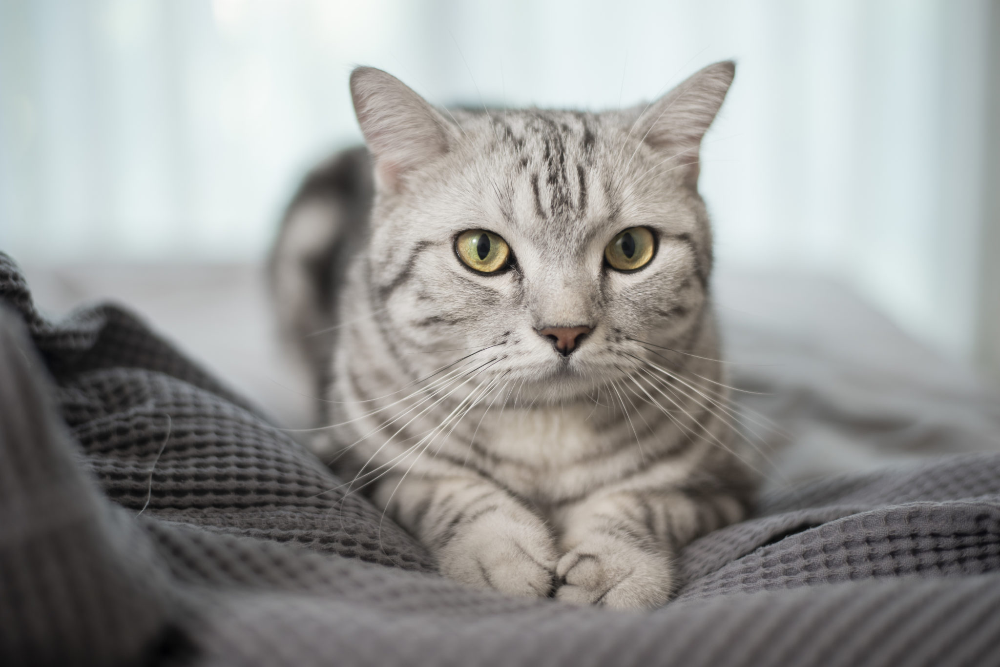 White Marble Cute Scottish fold cat.
